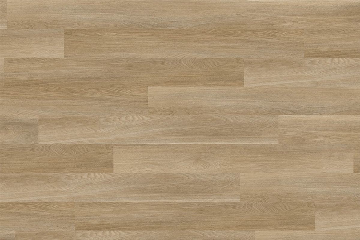 Apollo 1500 Daintree