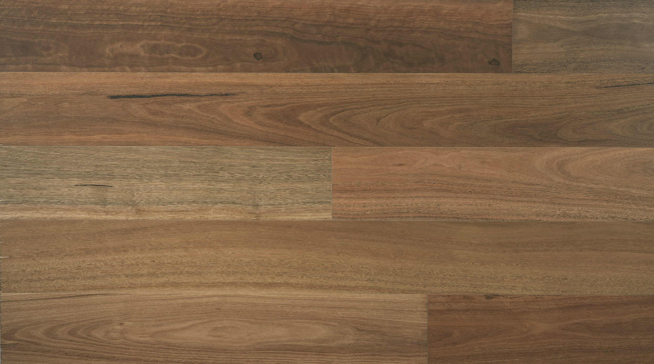 Australian Species Spotted Gum