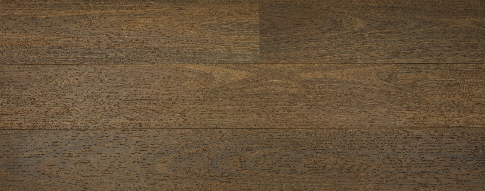 Australian Hybrid Northern Spotted Gum