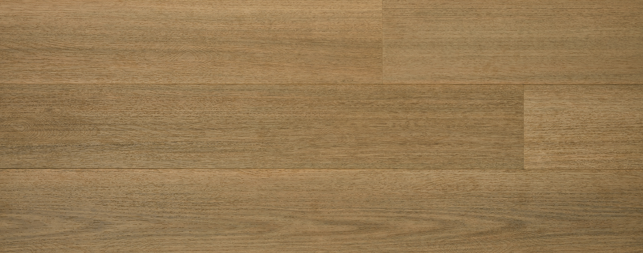 Australian Hybrid Tasmanian Oak 